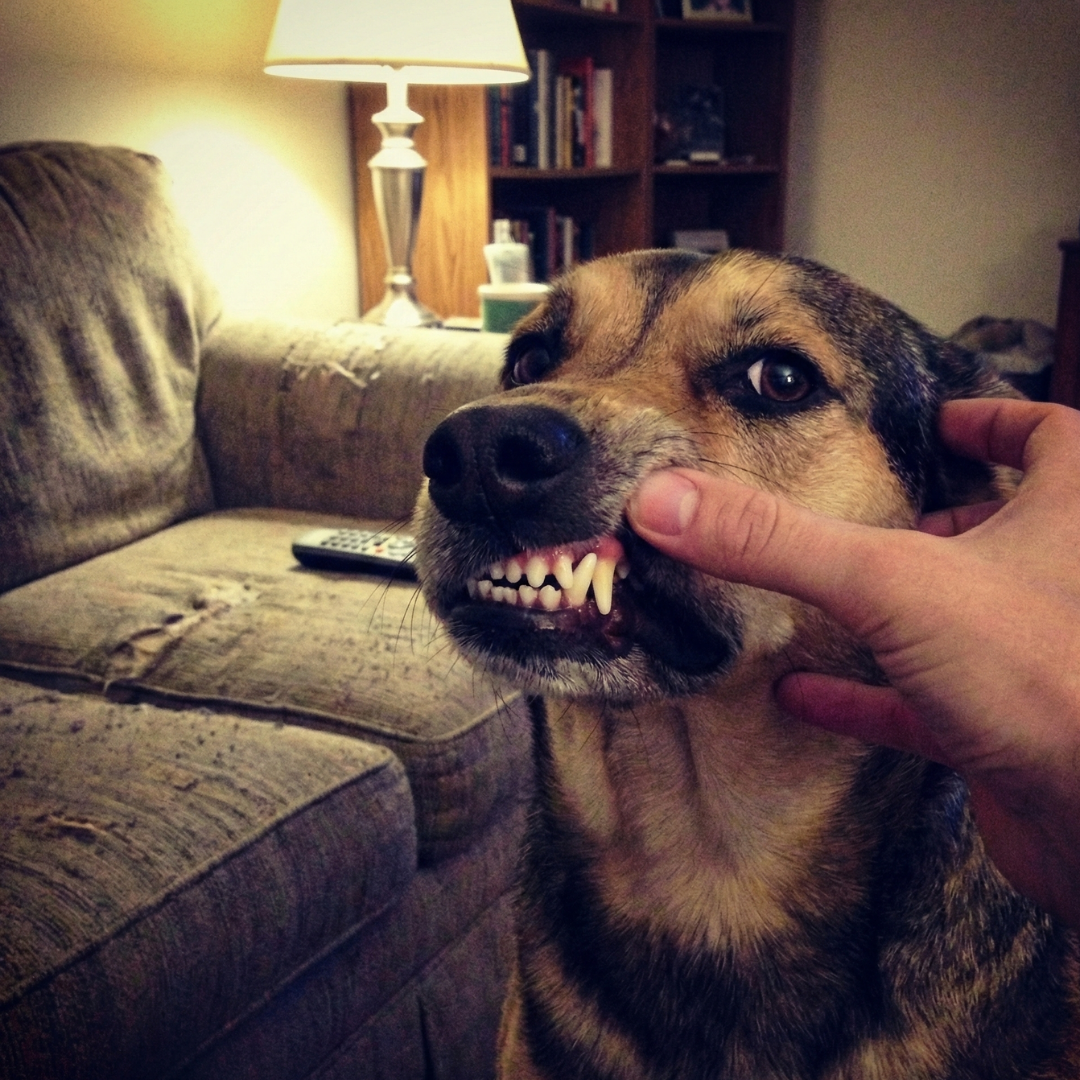 German Shepherd mix with healthy teeth